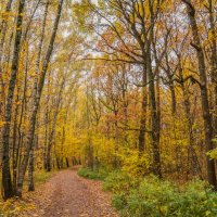 В октябрьском лесу... :: Владимир Жданов
