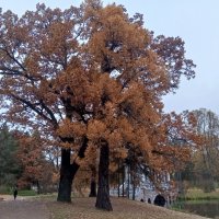 Осень :: Сапсан 