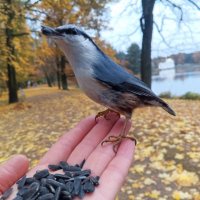 Поползень :: Сапсан 