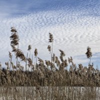 Тростник :: Ольга Савельева 