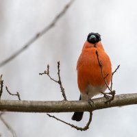 Снегирь :: Владимир Лазарев