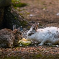 Кролики :: Aleksey Afonin Кролики :: Aleksey Afonin