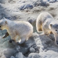 Белый :: SanSan 