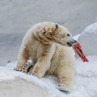 Белый :: SanSan 