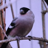 Снегириха :: Людмила Смородинская