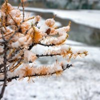 Лиственница :: Виктор Фоменко