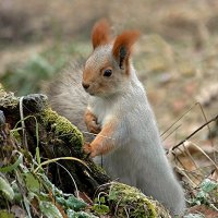 Где тут мой орешек? :: елена беликова