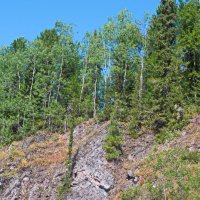 Берёзки на скале. :: ВикТор Быстров