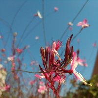 Фантазия :: Натали 