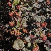 ........... :: Елена Шаламова