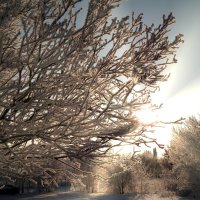 С Днём зимнего солнцестояния! :: Андрей Заломленков