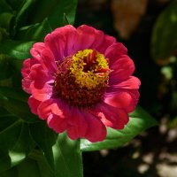 Циния  Алая :: Валентин Семчишин