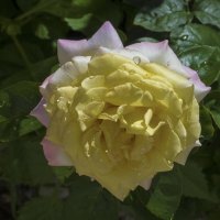 Глория  дей :: Валентин Семчишин