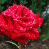 Зимой о цветах :: Милешкин Владимир Алексеевич 