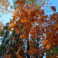 Адлер... ноябрь... :: Нина Бутко