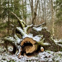 Красавец пень! :: Любовь 