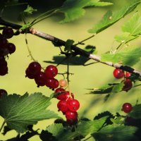 Смородинка.. :: Татьян@ Ивановна Смородинка.. :: Татьян@ Ивановна