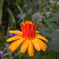 Календула. :: nadyasilyuk Вознюк