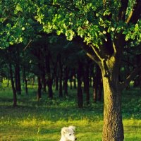 Подросток. :: Сергей Рожков