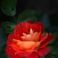 Роза :: Игорь Шевченко