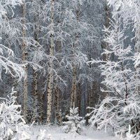 Зимний наряд леса :: Сергей Ц