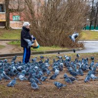 Голубиная мама. :: Анатолий. Chesnavik.