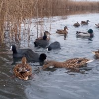 Утки и лысухи :: Сапсан 