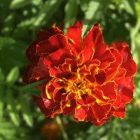 ***бархатный цветок*** :: Olga Oskolkova ***бархатный цветок*** :: Olga Oskolkova