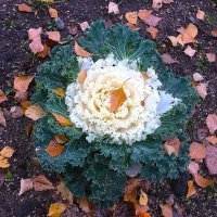 ***о с е н ь*** :: Olga Oskolkova