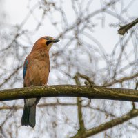 Сойка :: Владимир Лазарев