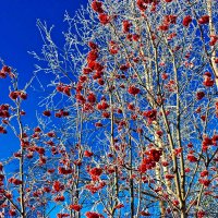 Декабрь...Зимняя краса! :: Владимир 