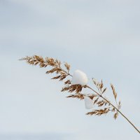 Зимний этюд :: Валерий Иванович