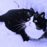 Утонул в снегу :: Людмила Смородинская