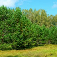 В Караканском бору :: Дмитрий Конев