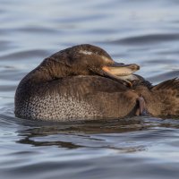 турпан. :: юрий макаров