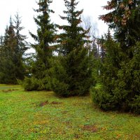 Новочебоксарск. Ели Соборной площади поздней осенью. :: Пётр Чернега