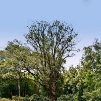 Вековой дуб. Усадьба И.С.Тургенева. Спасское-Лутовиново.Орловская область :: MILAV V