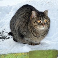 Так, семок насыпал, ждём когда дичь прилетит! :-) :: Андрей Заломленков