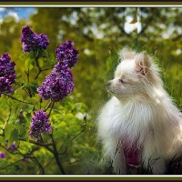 Что же там происходит? :: Владимир Кроливец