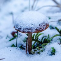 Зимний гриб :: Галина Ложечникова