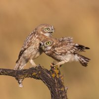 *** :: Евгений Фруман