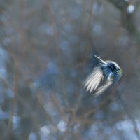 Синичка от меня улетает :: Галина Ильясова