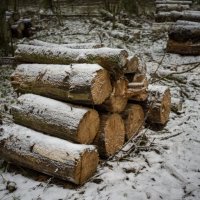 На санитарной вырубке. :: Николай Галкин 