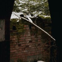 мох на кирпиче :: fogmeadowww m