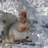 Снегурка :: елена беликова