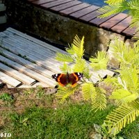 Адлер... ноябрь... :: Нина Бутко