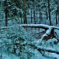 природа :: Владимир 