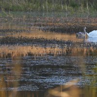 Каждый лебедь свое болото хвалит :: Александр Русинов