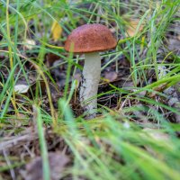 Перед тем как положить в корзинку. :: Андрей Дурапов