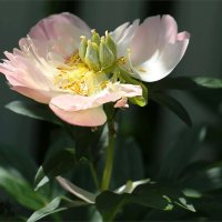 Отцвел :: ZNatasha -